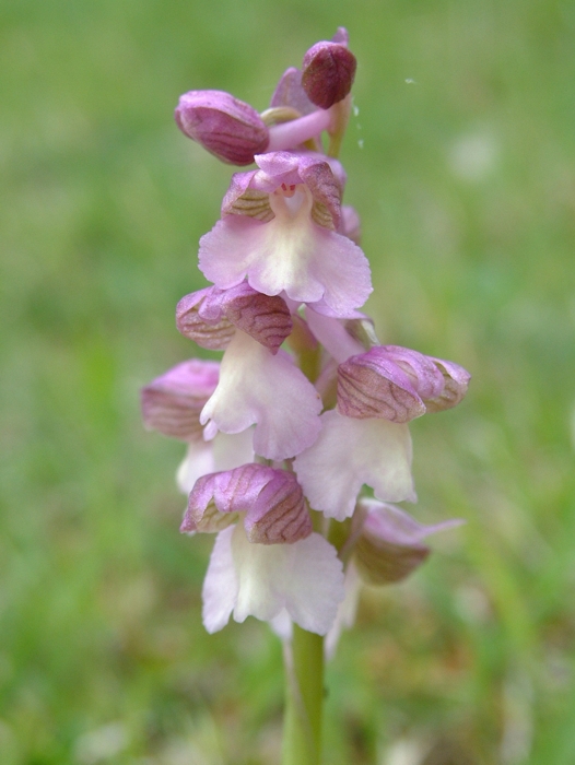 Anacamptis morio / Orchide minore